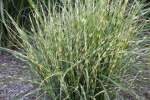 Grass Miscanthus 'Bandwidth' 